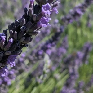 Madame Drôme Provençale