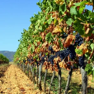 Madame Terre de Vins