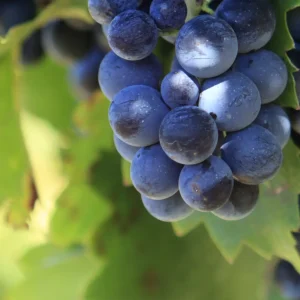 Madame Vignes du Sud